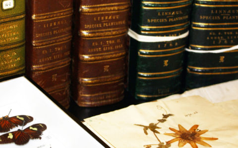 Species Plantarum at 270