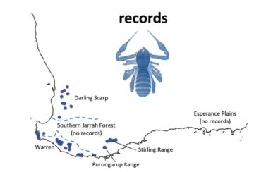 A changing climate will impact diversification processes in ancient pseudoscorpions in SW Australia