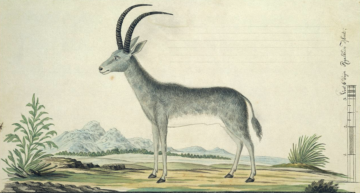 Secrets in a museum specimen: the case of the blue antelope