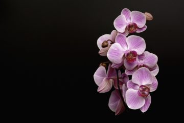 Prioritizing the orchids of a biodiversity hotspot for conservation