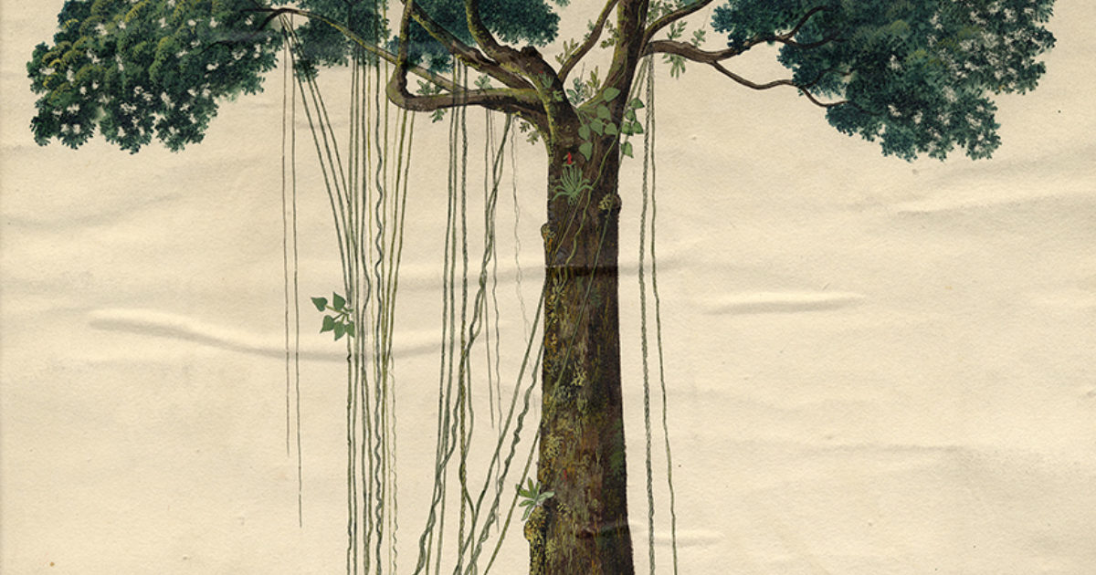 The Mora tree of Guiana | The Linnean Society