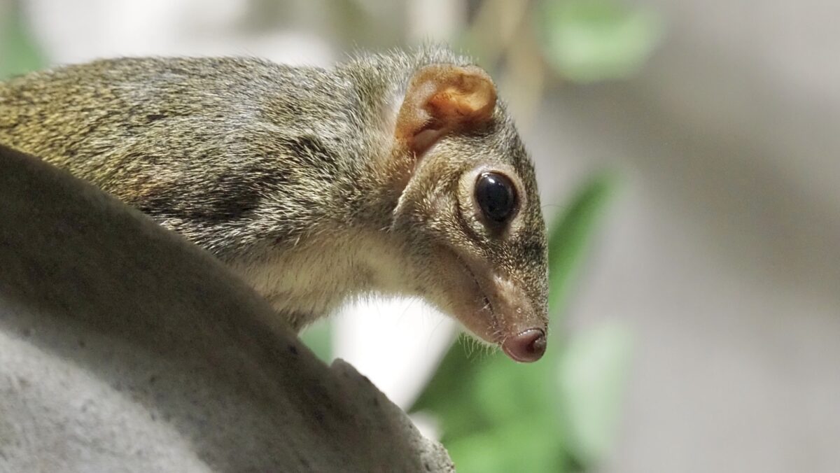 Out on a Limb: How Primates Jump in the Trees | The Linnean Society