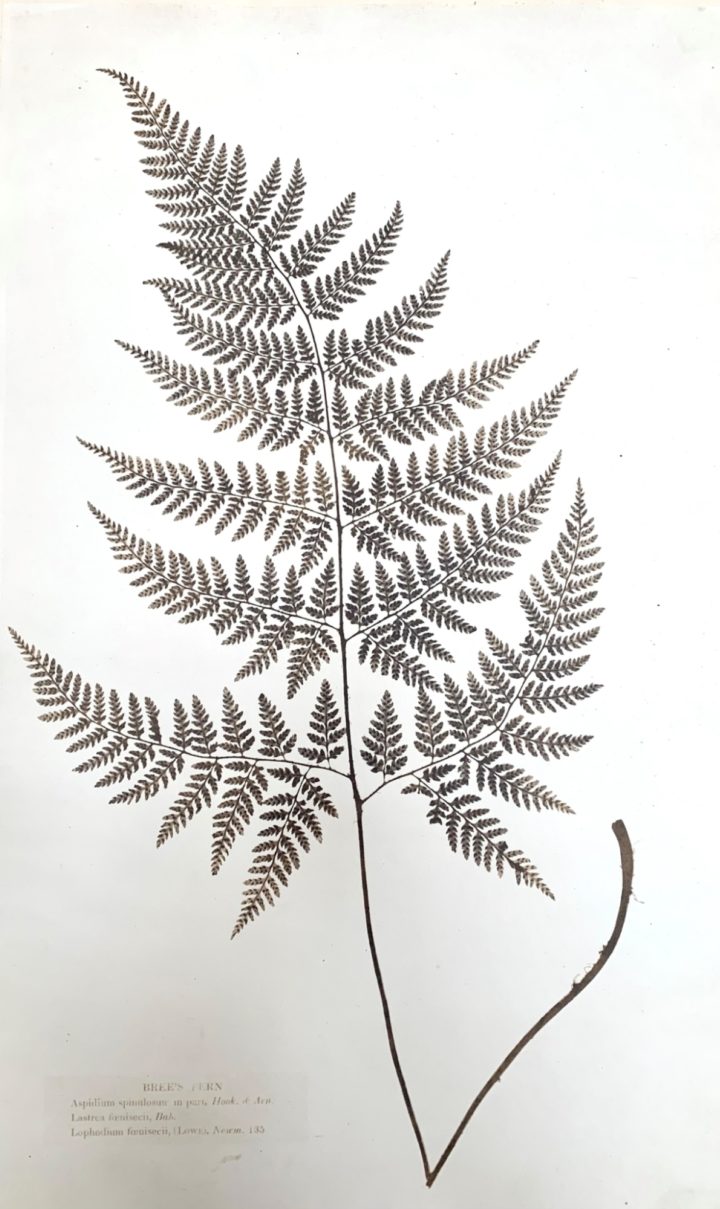 Bree's fern from Glaisher's The British Ferns