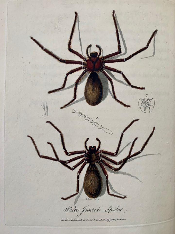 Engraved plate of the White-pointed spider, in the Journal