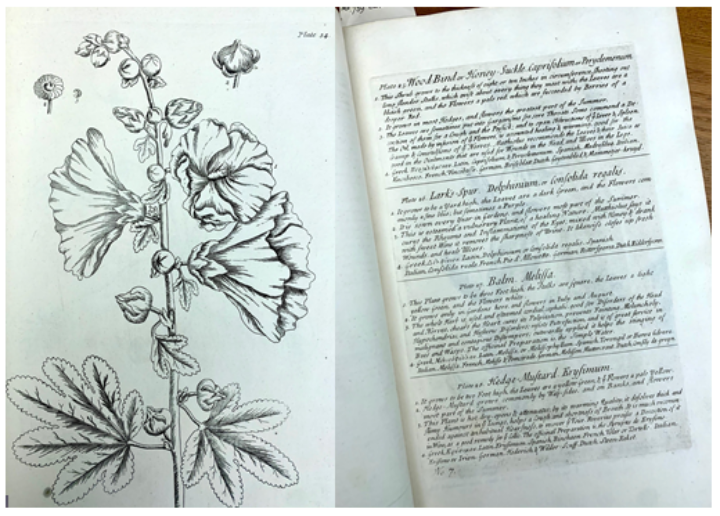 Engraved plate 54 from Elizabeth Blackwell's Curious Herbal, alongside an example of the accompanying text, also engraved