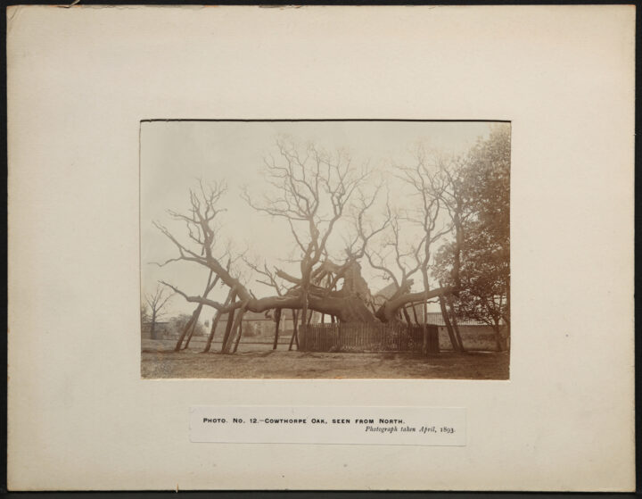 A black and white photograph depicting the Cowthorpe Oak from the North side. The tree is surrounded by a wooden fence and logs have been positioned around the tree to support its branches.