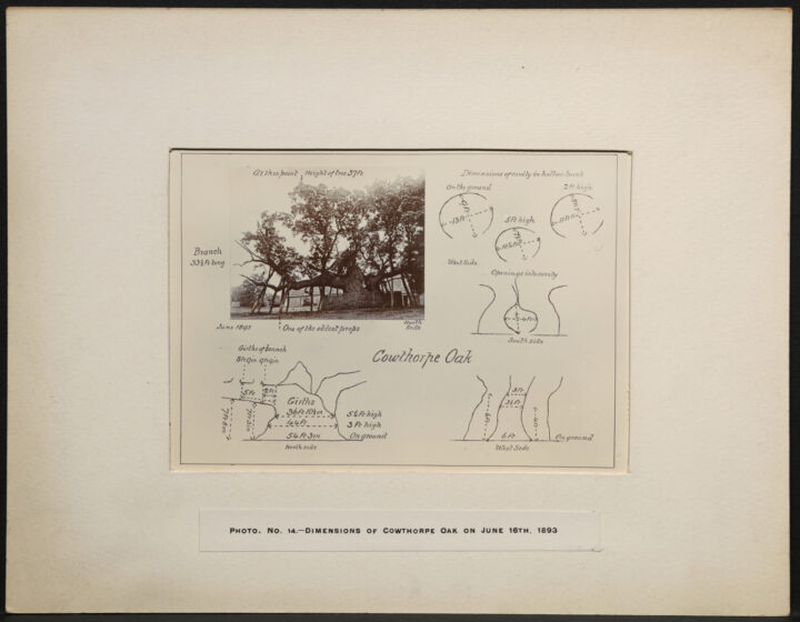A picture with labelled diagrams showing the dimensions of the tree at various angles.