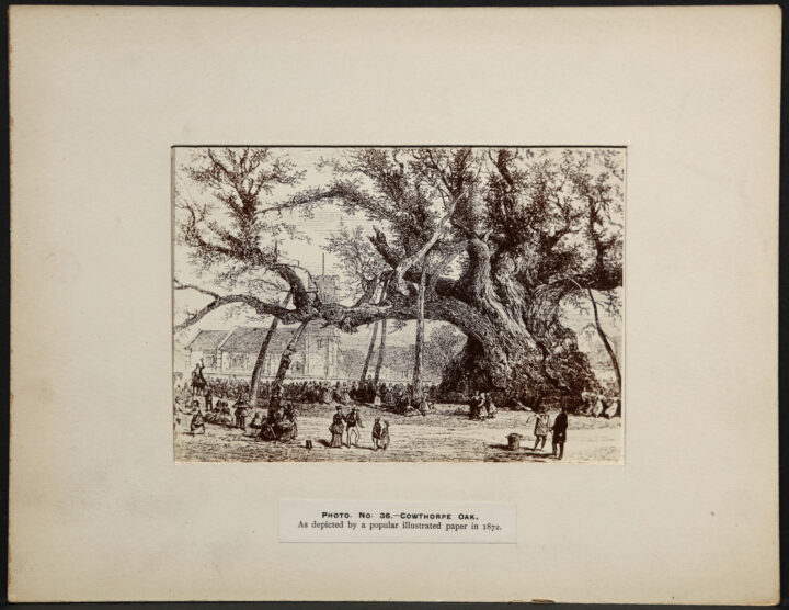 An illustration depicting the Cowthorpe Oak. A large crowd of people are standing and dancing under an outstretched branch of the tree.