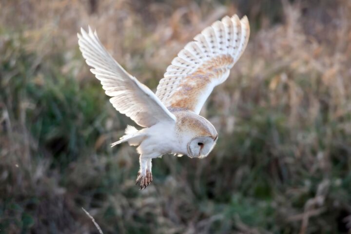 A barn owl juts out its hindlimbs as it approached the ground, ready to capture some prey out of shot. Its hindlimbs are relatively long for an owl.