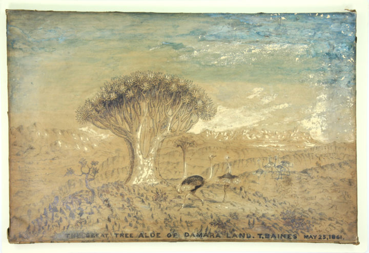 The Great Tree Aloe sketch by Thomas Baines MS/147
