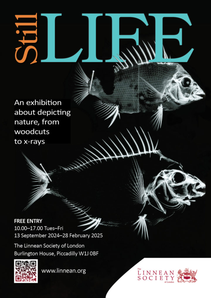 Still Life Poster