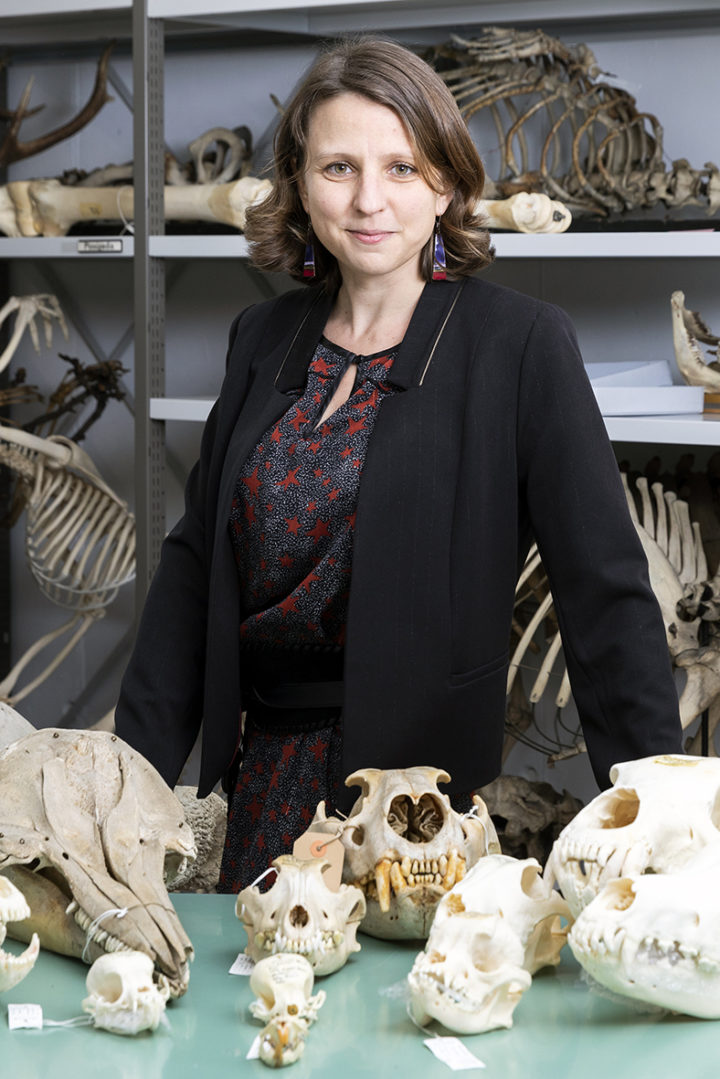 Professor Dr Anne-Claire Fabre stands in a museum with a table of animal skulls in front of her