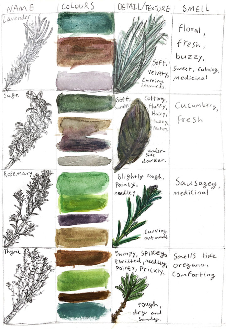 Scan of a page from a nature journal by a student. Page depicts drawings of leaves of herbs, along with colours and description of the plants.