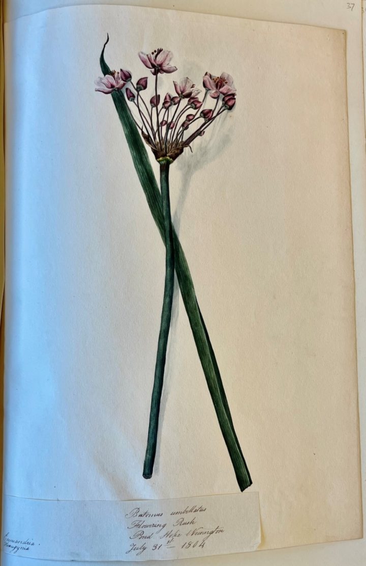 Watercolour drawing of the flower Flowering Rush