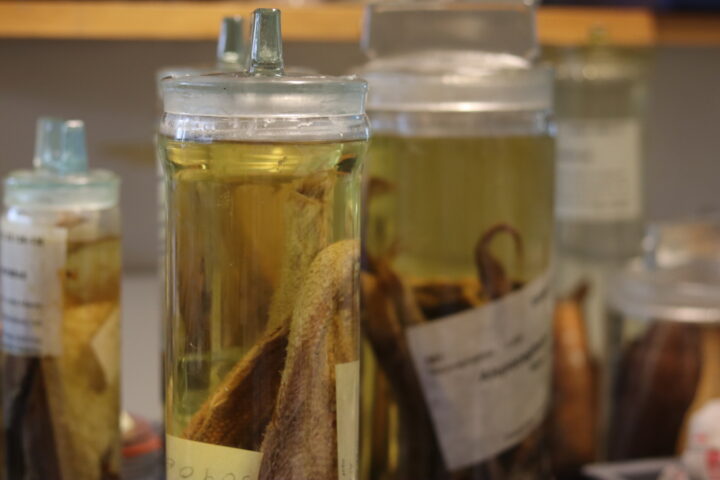 glass jars filled with preserved fish