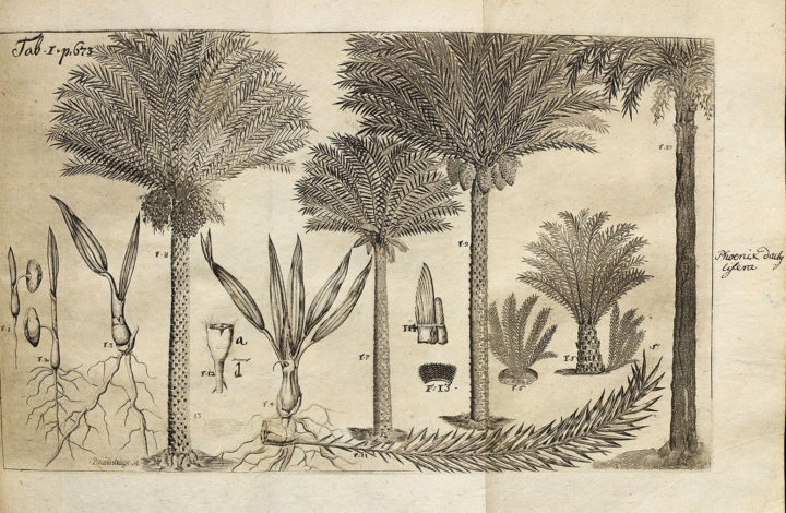 Date palm tree_Amoenitatum exoticarum