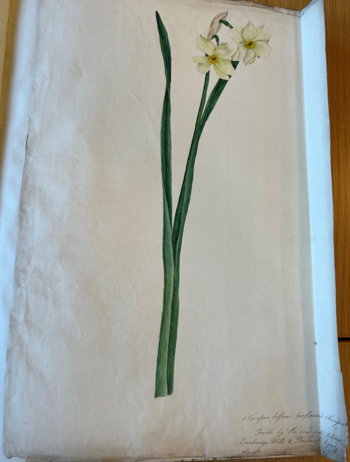 Watercolour drawing of the flower Double Headed Narcissus