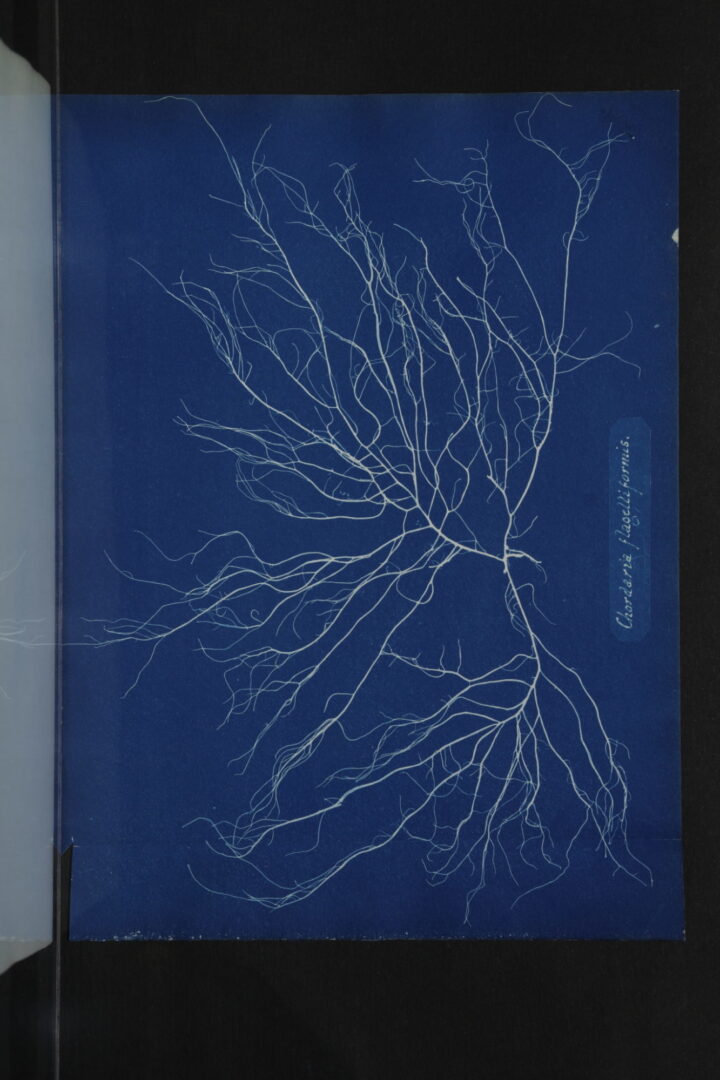 A white imprint on a blue background of Chordaria flagelliformis