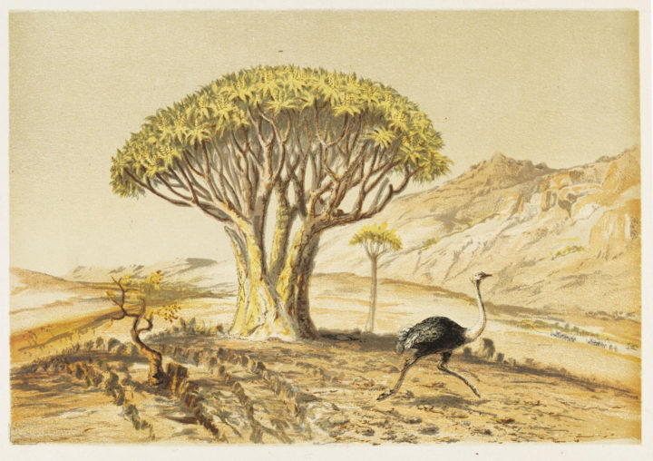 Thomas Baines Great Tree Aloe Image from Nature and Art 1866