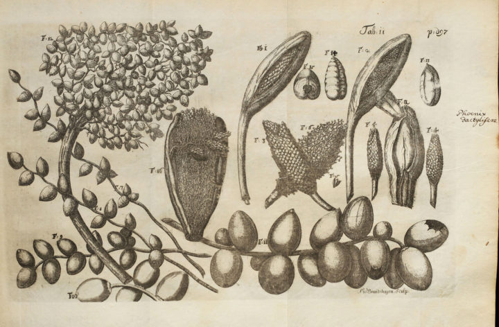 Date palm tree fruit_Amoenitatum exoticarum