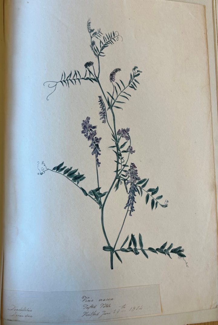 Watercolour drawing of the flower Tufted Vetch