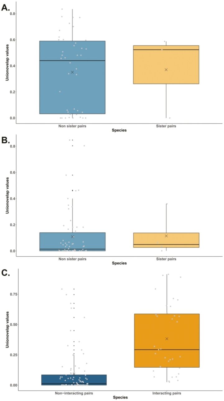 Three boxplots showing the mean ecological niche Union-overlap distribution of sister (yellow) species and non-sister (blue) species pairs.