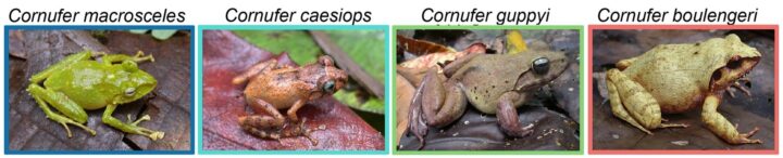 Four images of Ceratobatrachidae outlined with coloured boxes, representing their ecological niche.