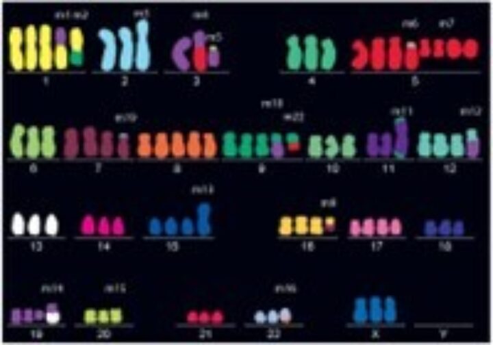 Pairs of chromosomes are shown in different colours on a black background, showing the complete karyotype of the HeLa cell.