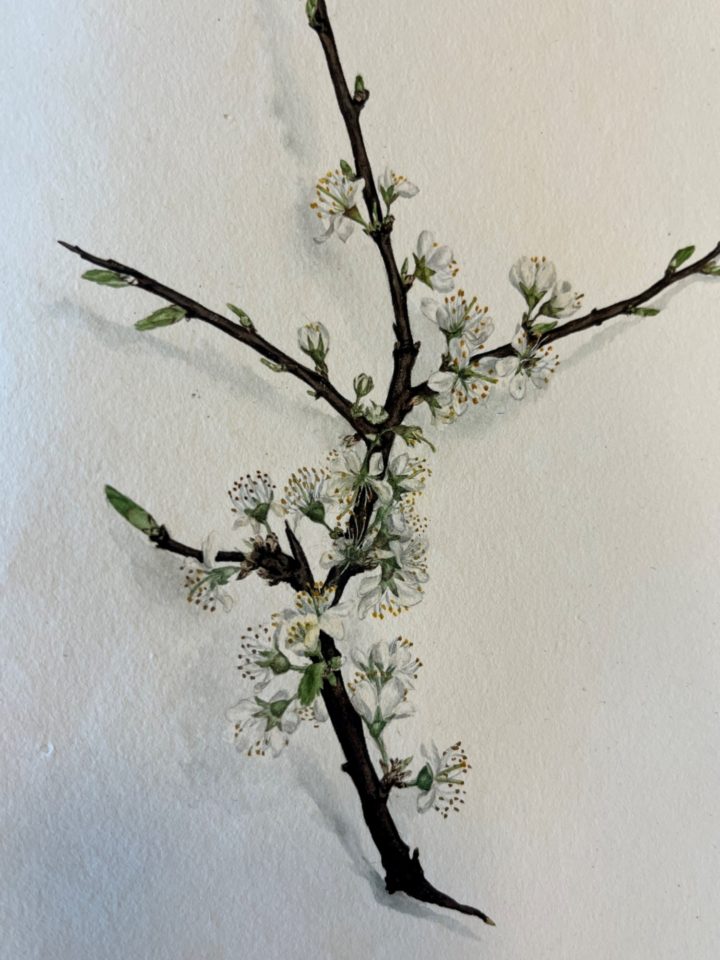 Watercolour drawing of the flower Blackthorn