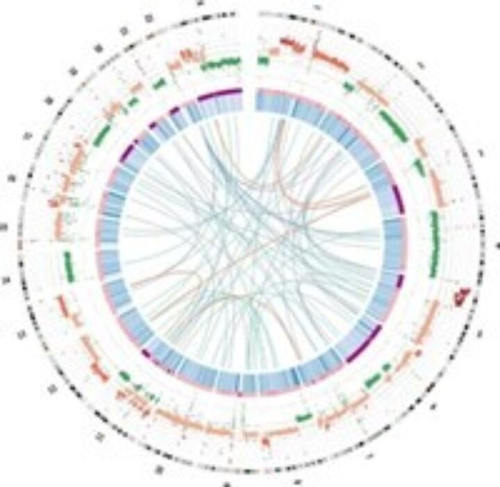 The HeLa cell genome is shown as a large circle.