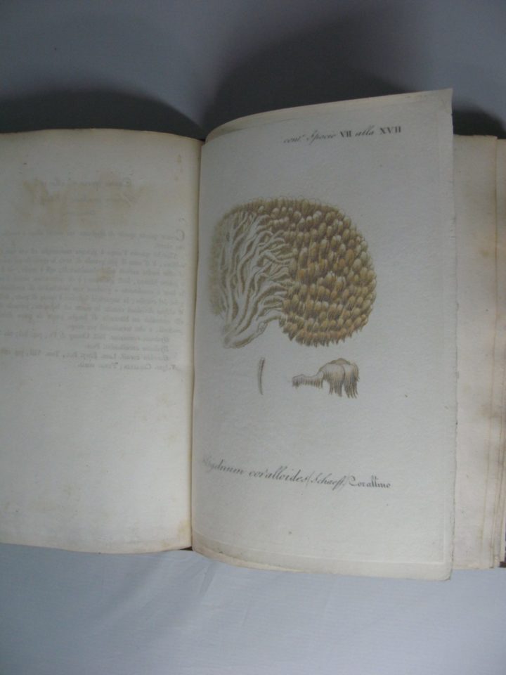 Damaged hand-coloured plate