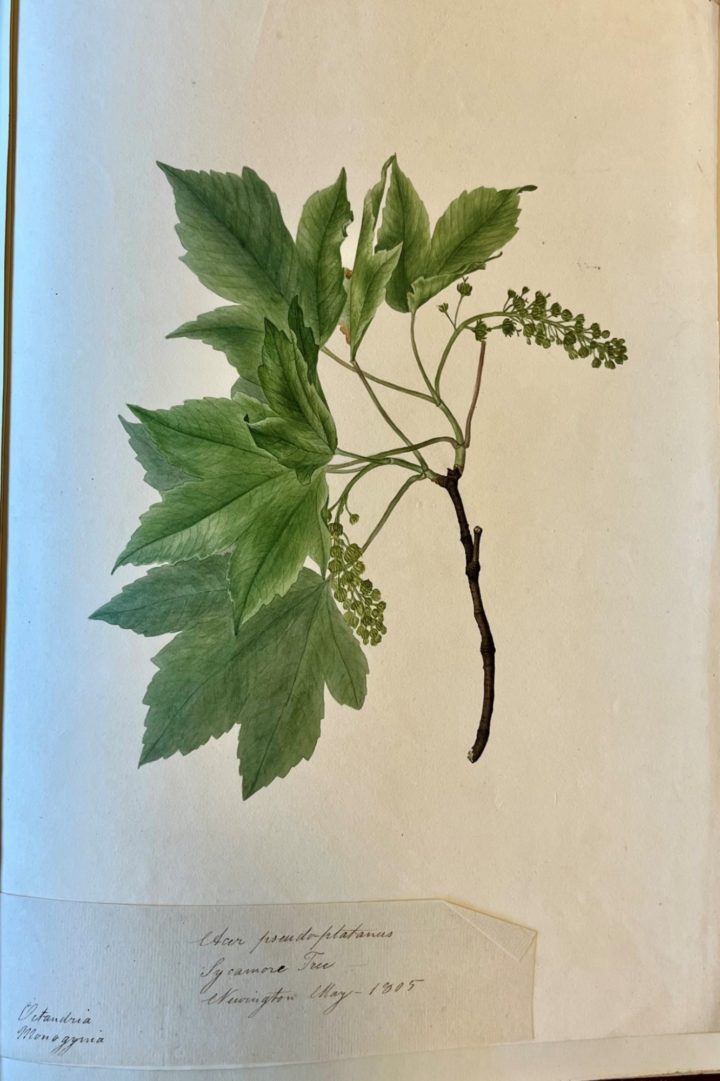 Watercolour drawing of the leaves and branch of a Sycamore Tree
