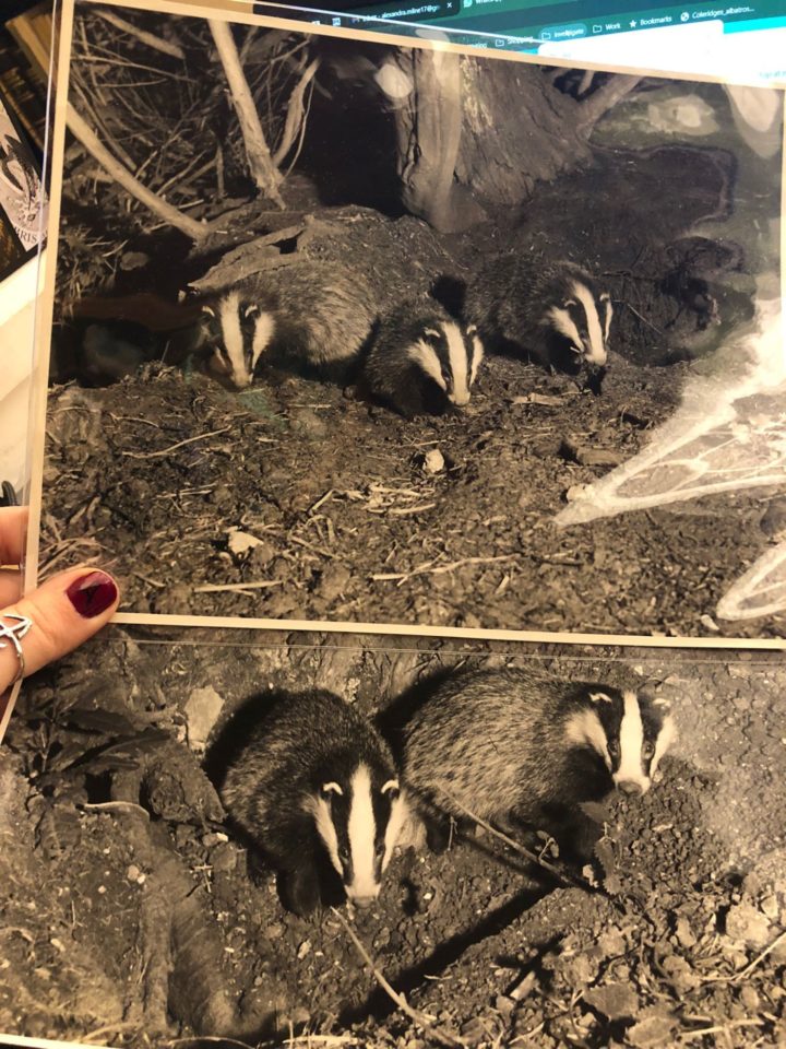 Two black and white photos of badgers, one showing three badgers in the woods and the second showing two badgers in a similar area