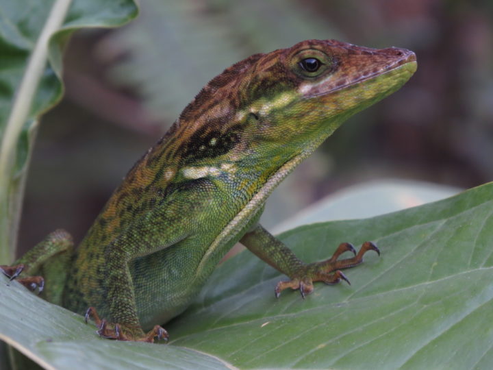 Anole lizard facing to the right, perched on a green leaf.
