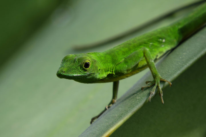 Bright green anolis lizard perched on the edge of a green leaf.