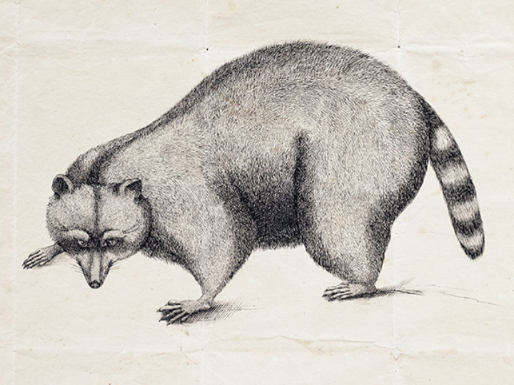 Raccoon by Laurentius Alstrin