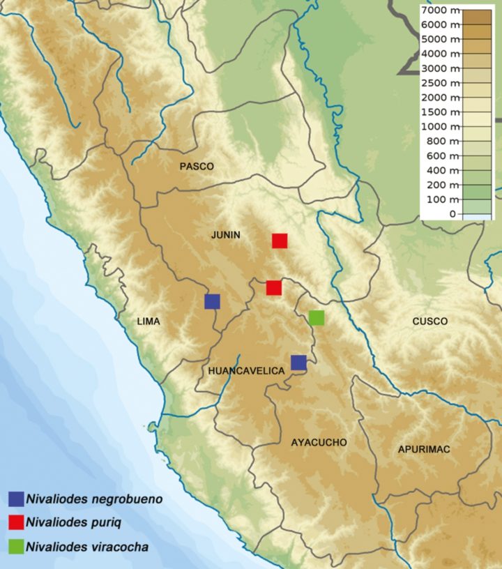 Orange/yellow map of Peruvian Andes with blue (N. negrobueno) , red (N. puriq) and green (N. varicocha squares showing known localities of each species.