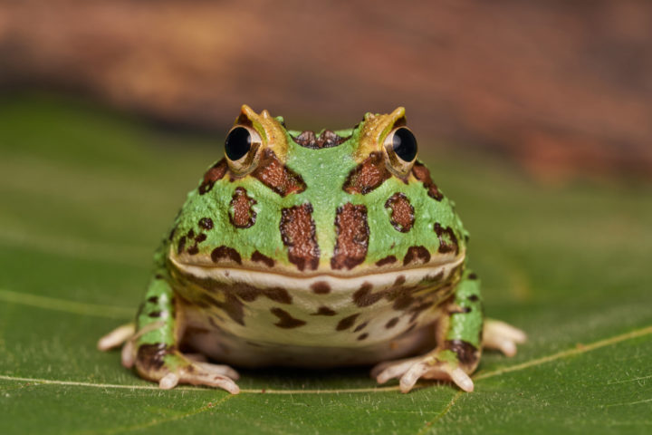 Small green and red spotted frog facing camera sat on green leaf.