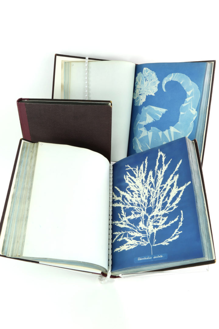 The Linnean Society's set of Atkins' three-volume, Cyanotype Impressions
