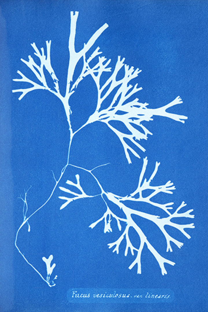 Fucus vesiculosus from Atkins' 'Photographs of British algae: cyanotype impressions'