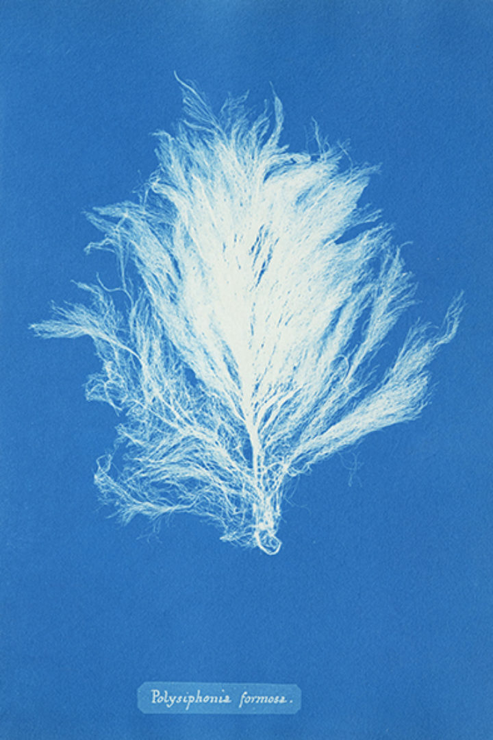 Polysiphonia formosa from Atkins' 'Photographs of British algae: cyanotype impressions'