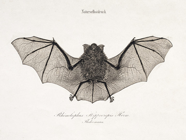 Rhinolophus Hippocrepis, a nature print by Alois Auer