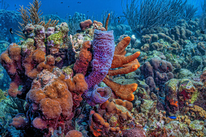 A colourful set of sea sponges grow on a coral reef, showing their diversity.