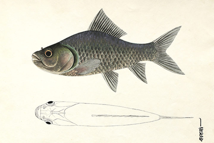 Cyprinus niloticus, collected by Francis Buchanan-Hamilton