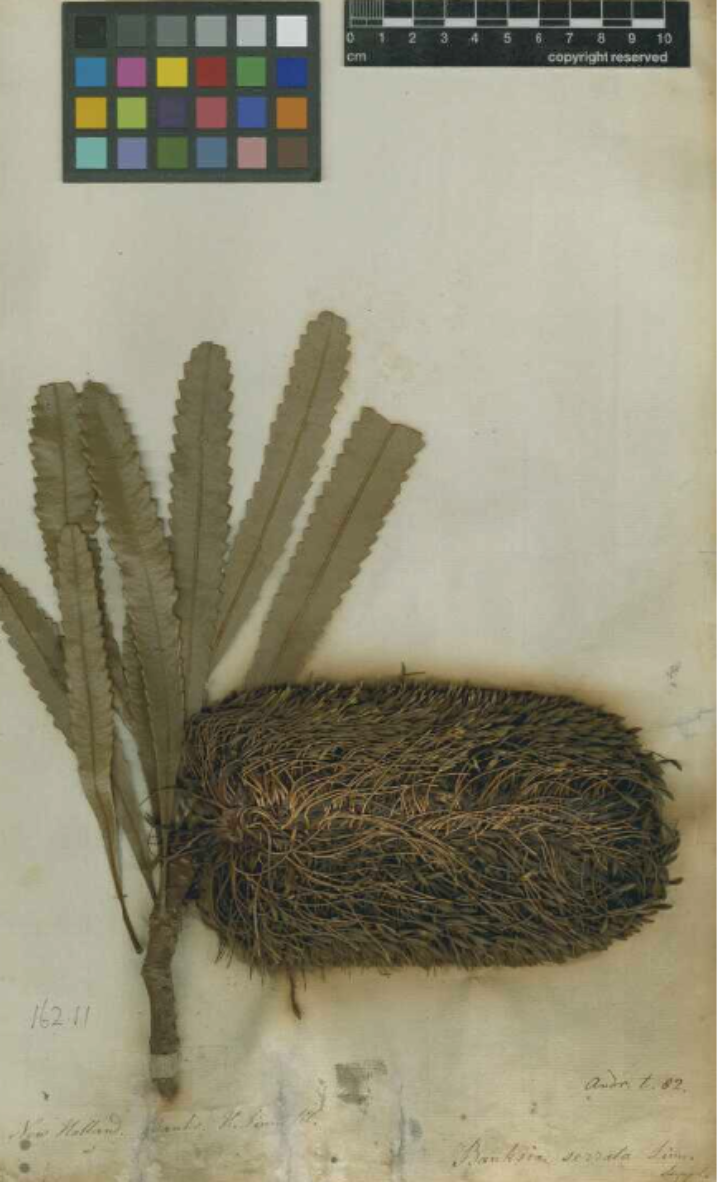 A dried plant specimen of Banksia serrata