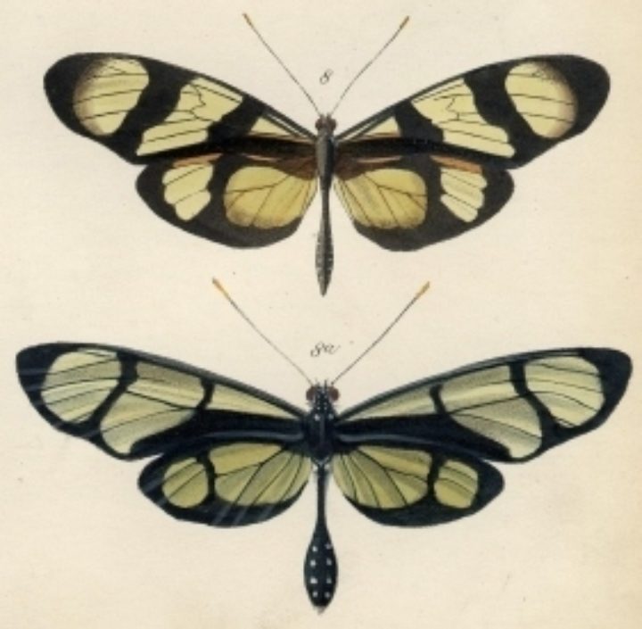 world’s largest area of tropical rain forest in South America