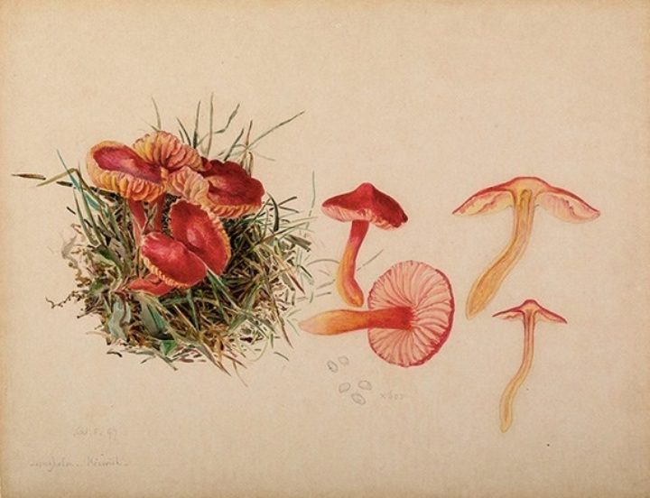 Mycological illustration of the reproductive system of a fungus (Hygrocybe coccinea), by Beatrix Potter
