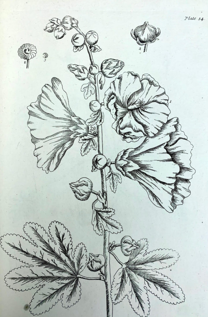 Engraved plate 54 from Elizabeth Blackwell's Curious Herbal (1739)