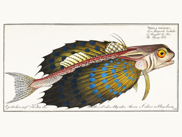 Trigla volitans: The Flying Fish from Bloch, Ichtyologie, ou, Histoire naturelle, générale et particulière des poissons