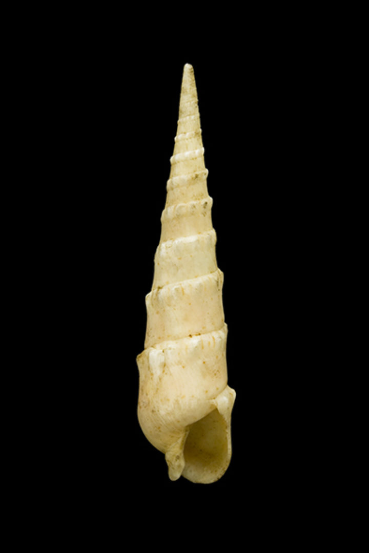 Buccinum crenulatum